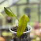 Golden Dragon Philodendron