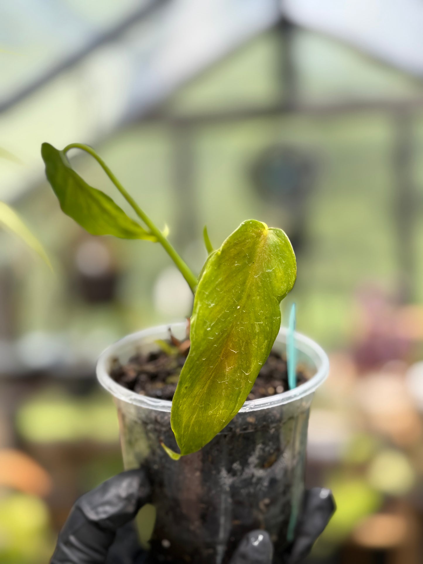 Golden Dragon Philodendron
