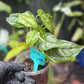 Monstera Siltepecana Silver
