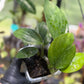 Epipremnum Pinnatum Dragon Tail