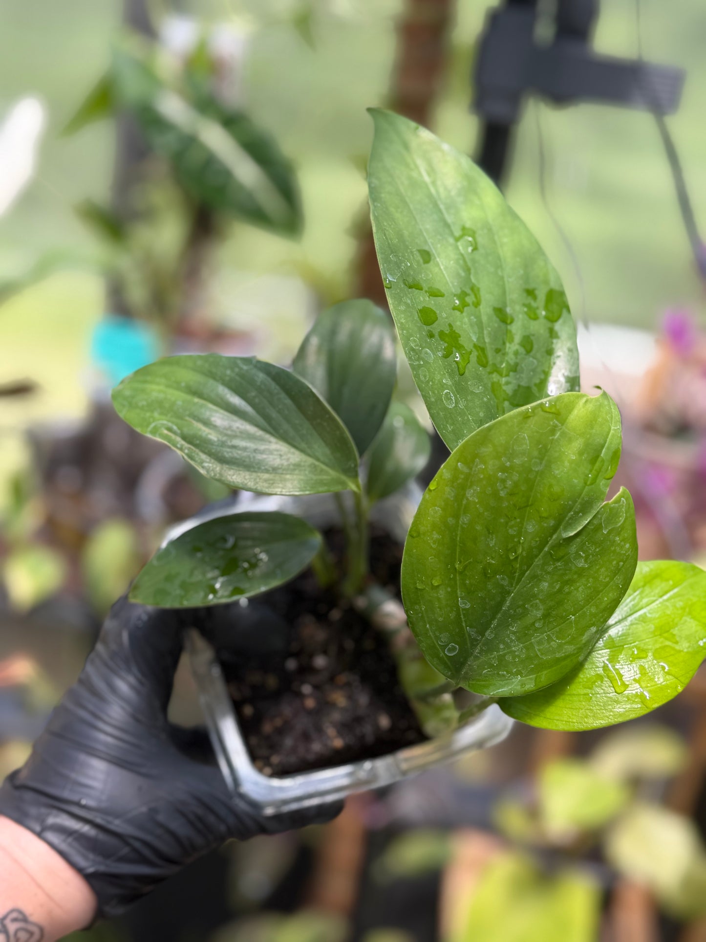 Epipremnum Pinnatum Dragon Tail