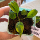 Philodendron Green Congo Nuclear