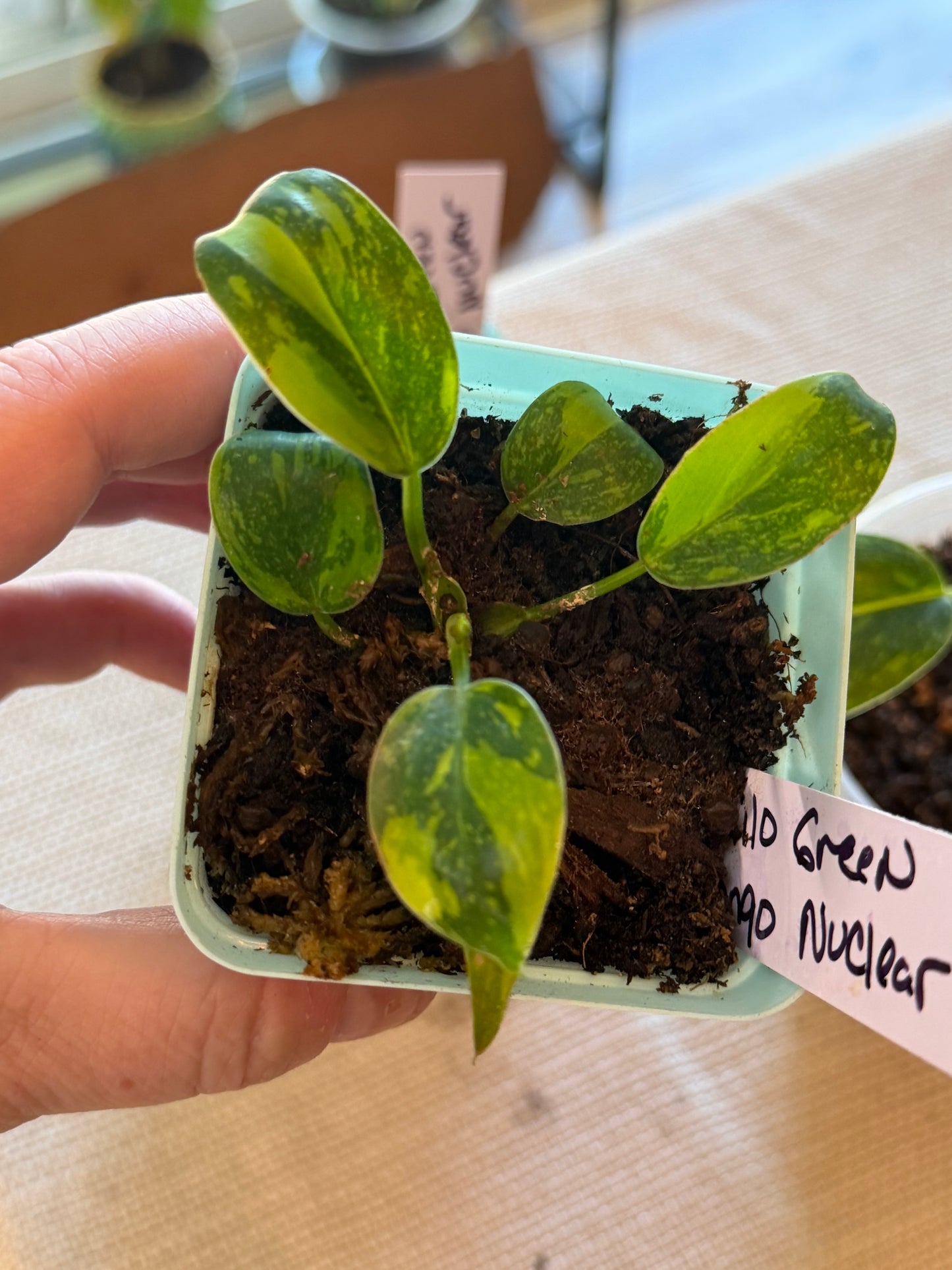 Philodendron Green Congo Nuclear