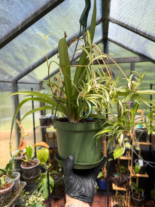 Hawaiian Spider Plant