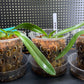 Paphiopedilum Complex Bulldog Orchid Starter