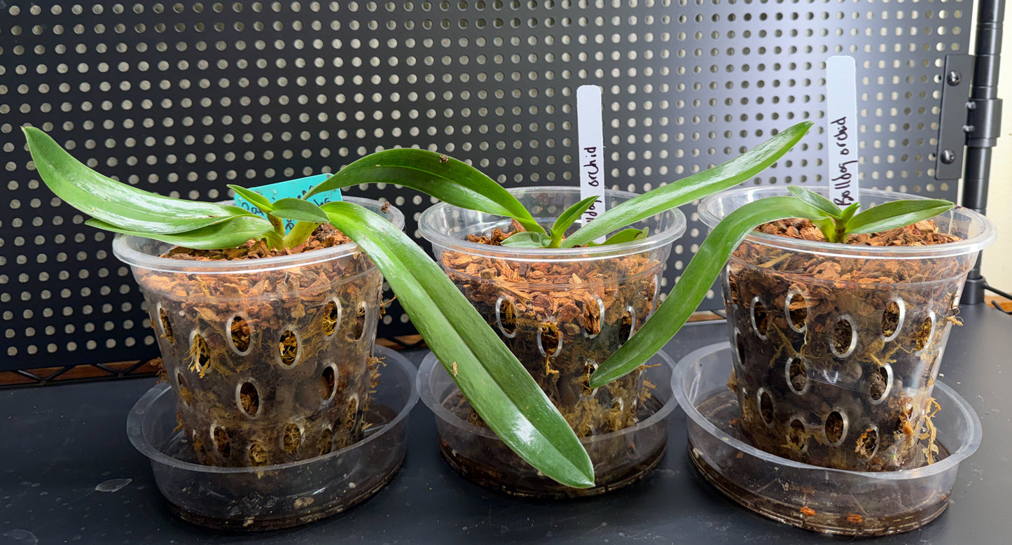 Paphiopedilum Complex Bulldog Orchid Starter