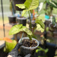 Syngonium Milk Confetti