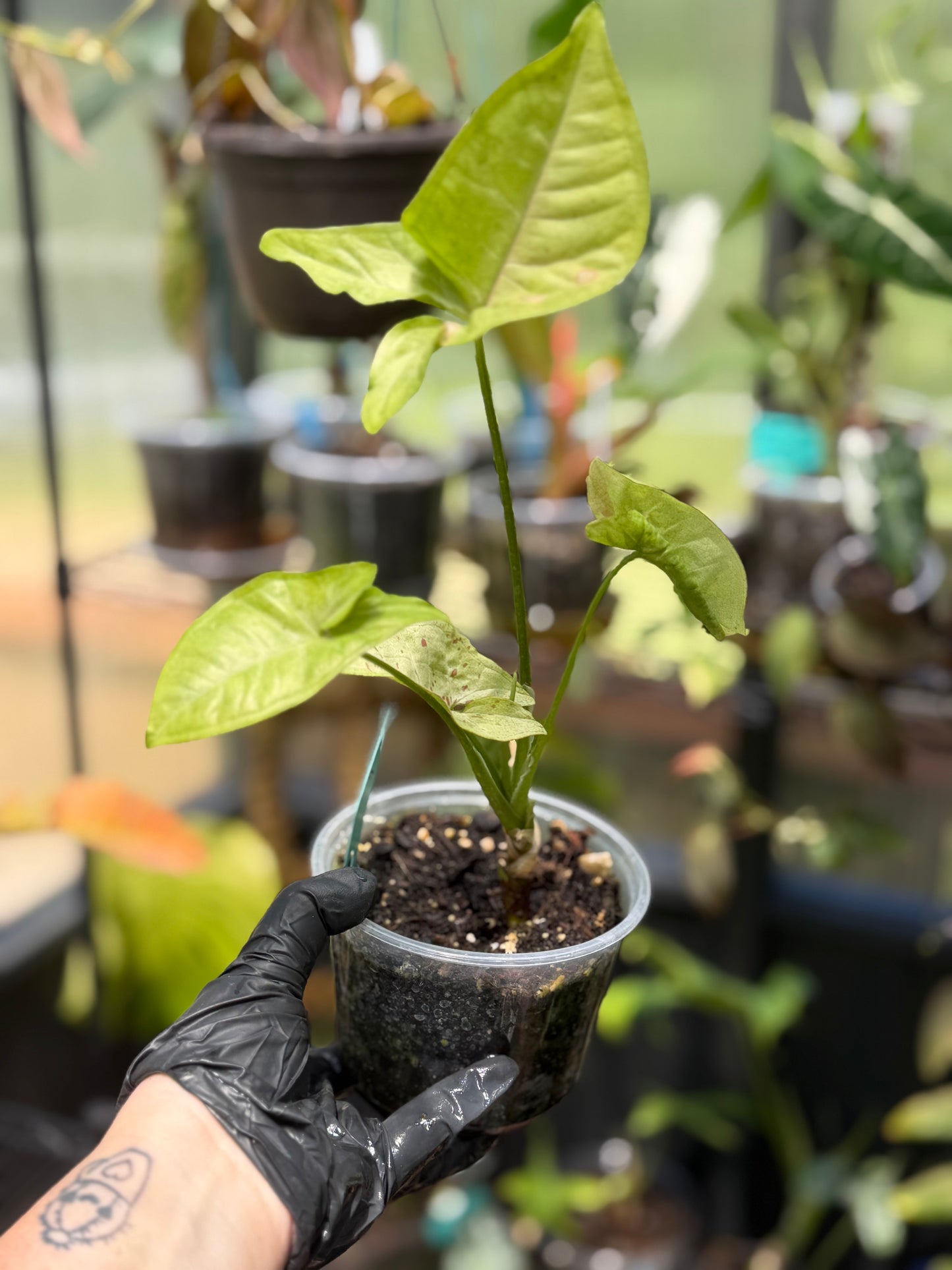 Syngonium Milk Confetti