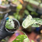 Epipremnum Pinnatum Marble King
