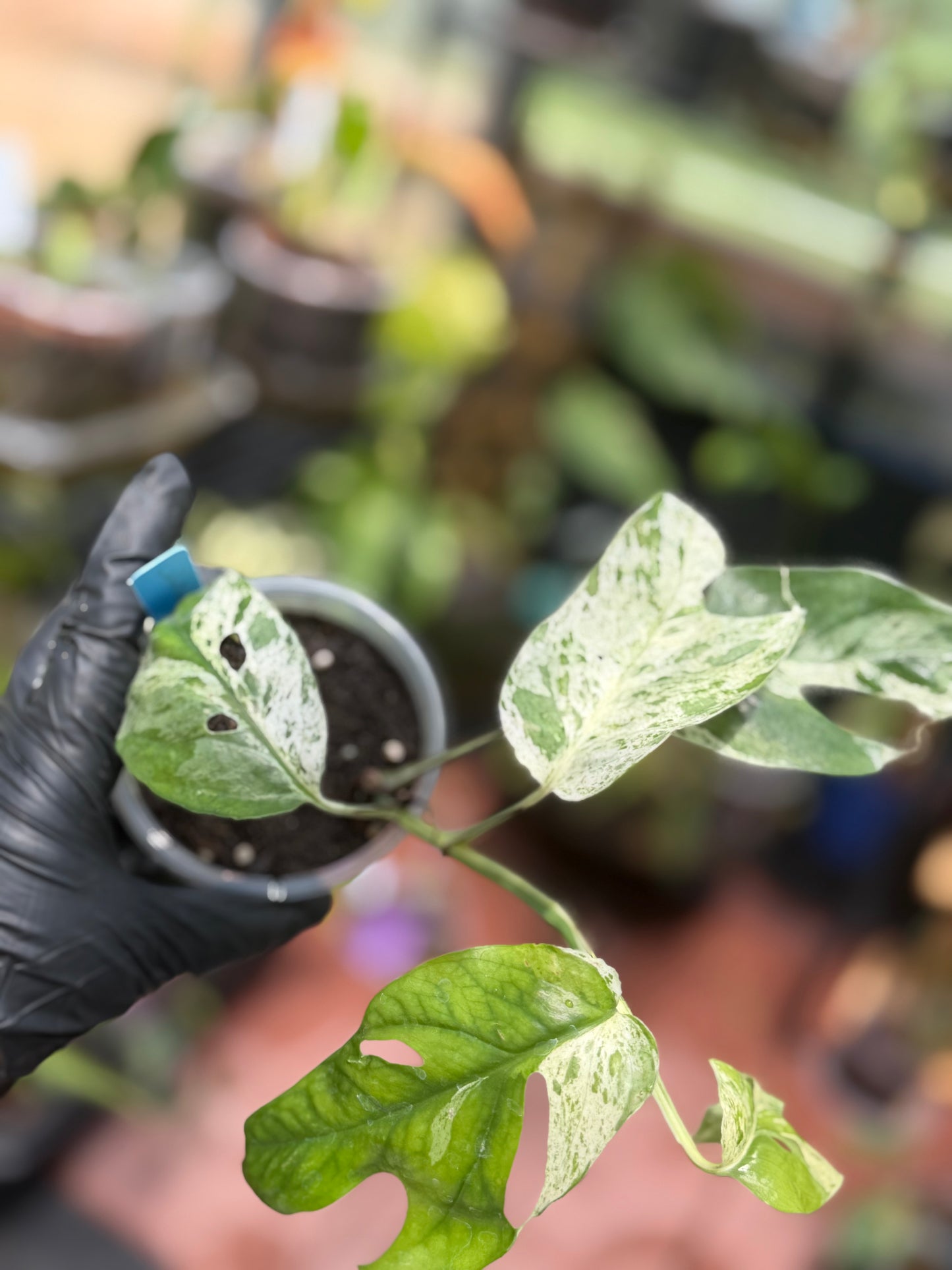 Epipremnum Pinnatum Marble King