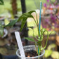 Epipremnum Pinnatum Albo Variegated