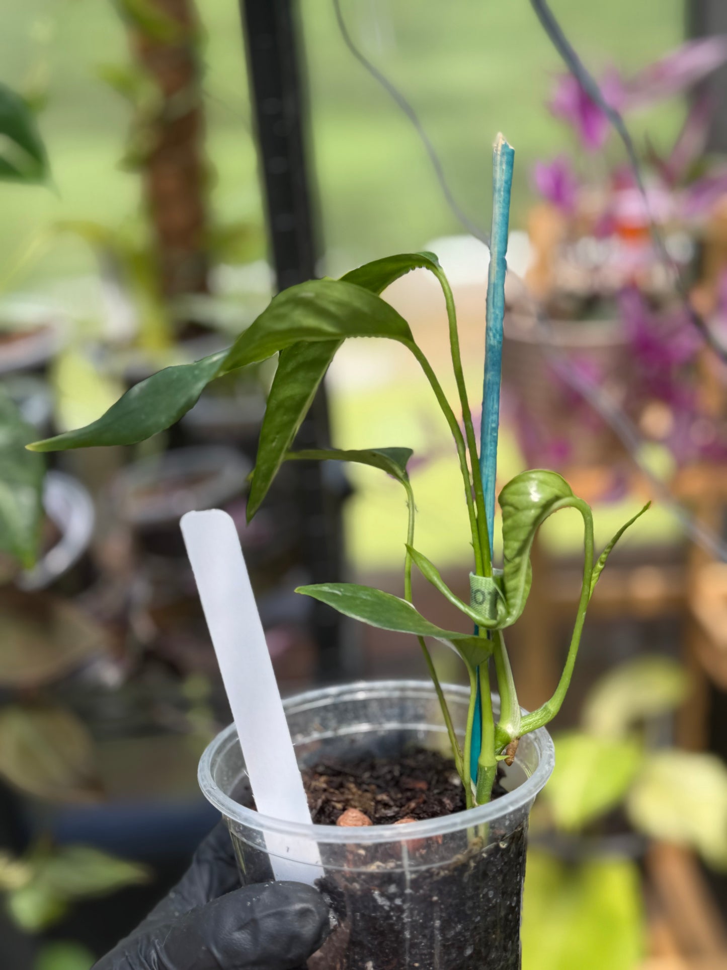 Epipremnum Pinnatum Albo Variegated