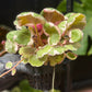 Begonia Saxifraga Pink Sunrise Tricolor Strawberry