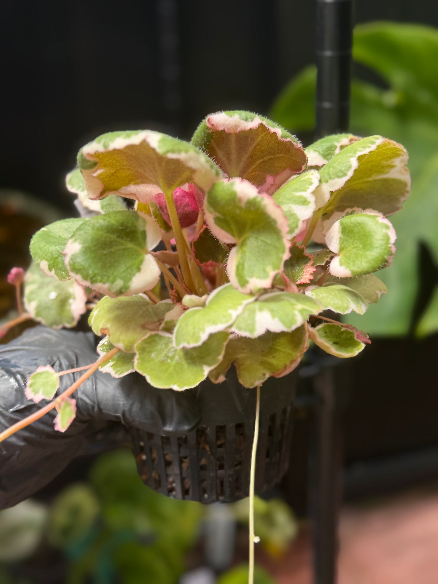 Begonia Saxifraga Pink Sunrise Tricolor Strawberry