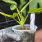 Philodendron Spiritus Sancti