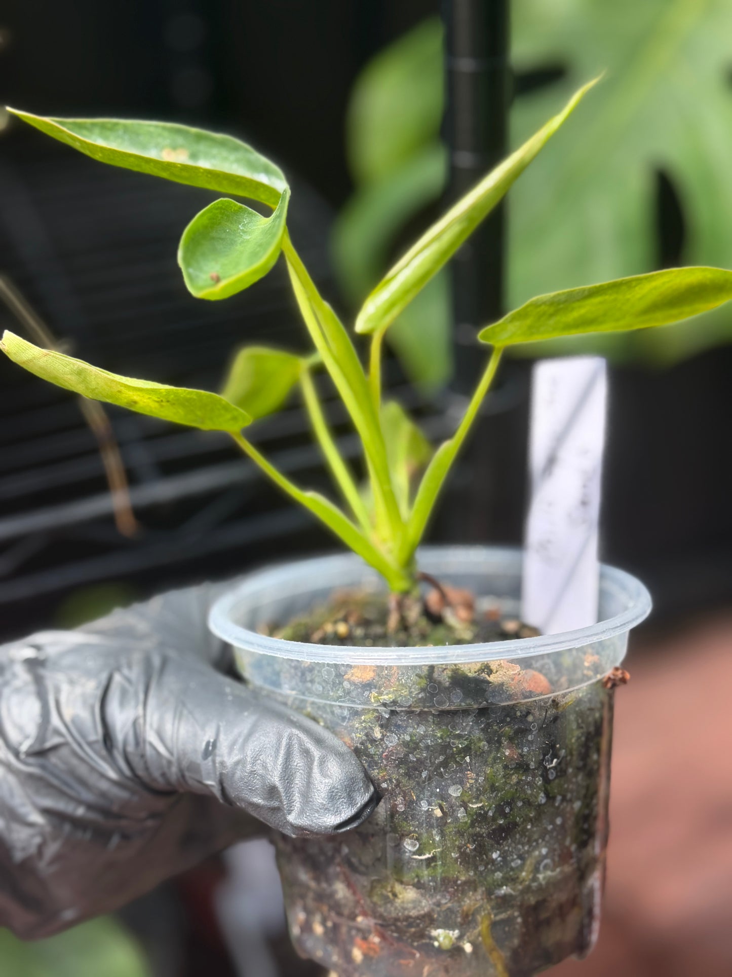 Philodendron Spiritus Sancti