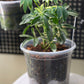 Variegated Dwarf Schefflera Arboricola Umbrella Tree