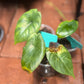 Alocasia Green Unicorn (REHAB)