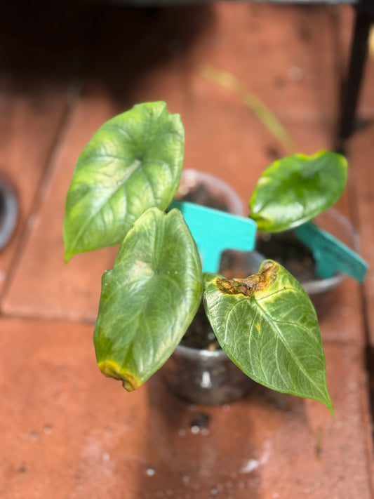 Alocasia Green Unicorn (REHAB)