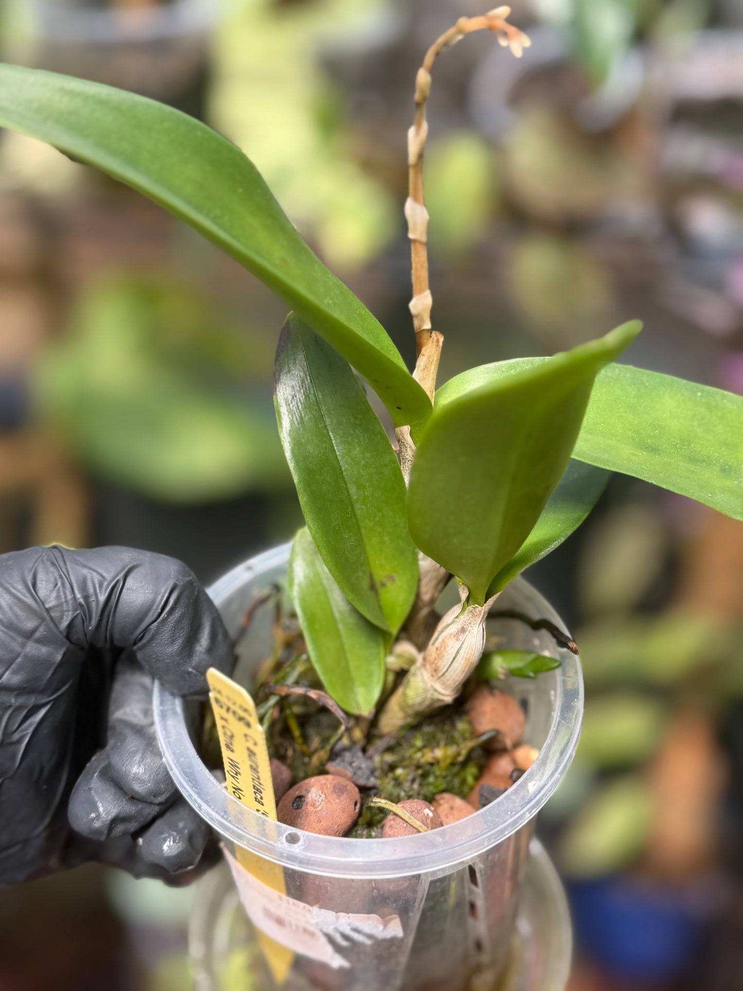Ctt. Aurantiaca 'Orange Spots' x Ctna. Why Not 'Yellow' Orchid (REHAB)