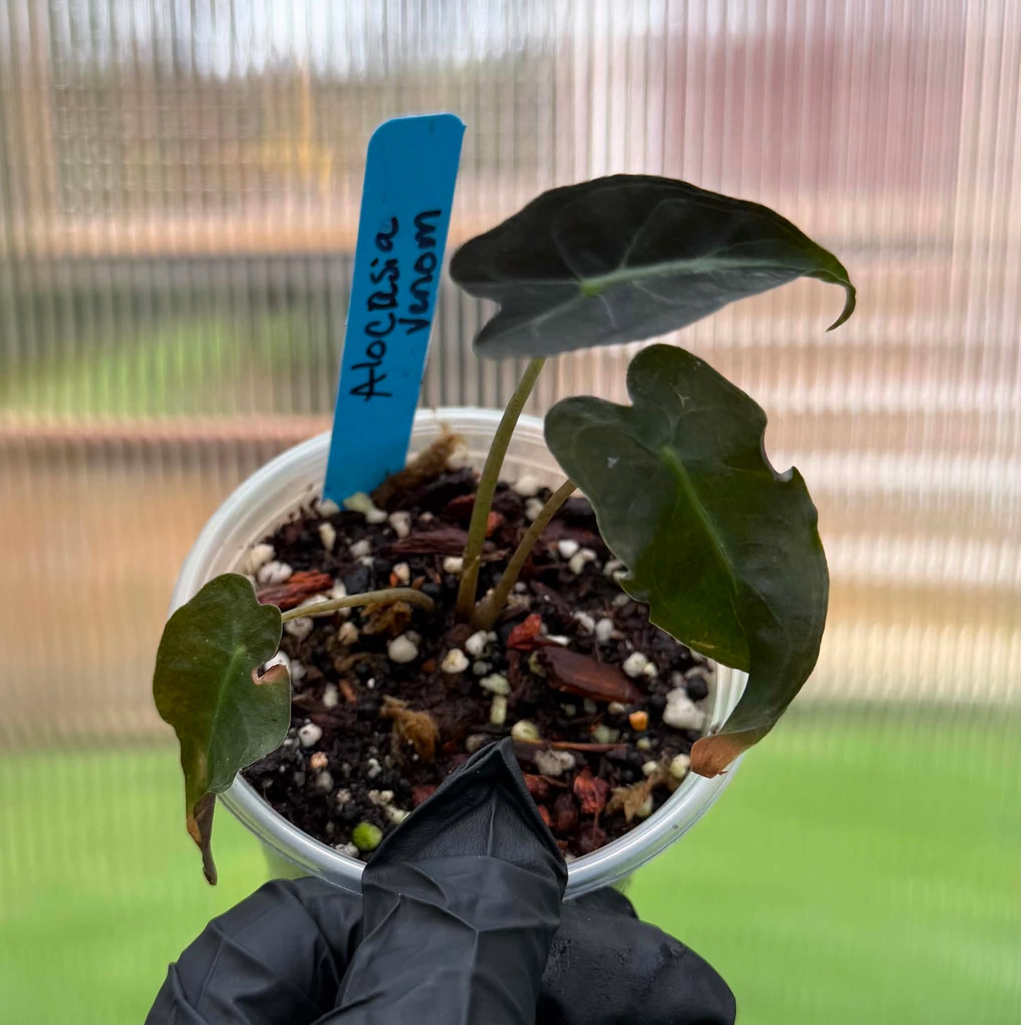 Alocasia Venom