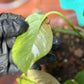 Low Variegation/Revert Epipremnum Pinnatum Albo Pothos (REHAB)
