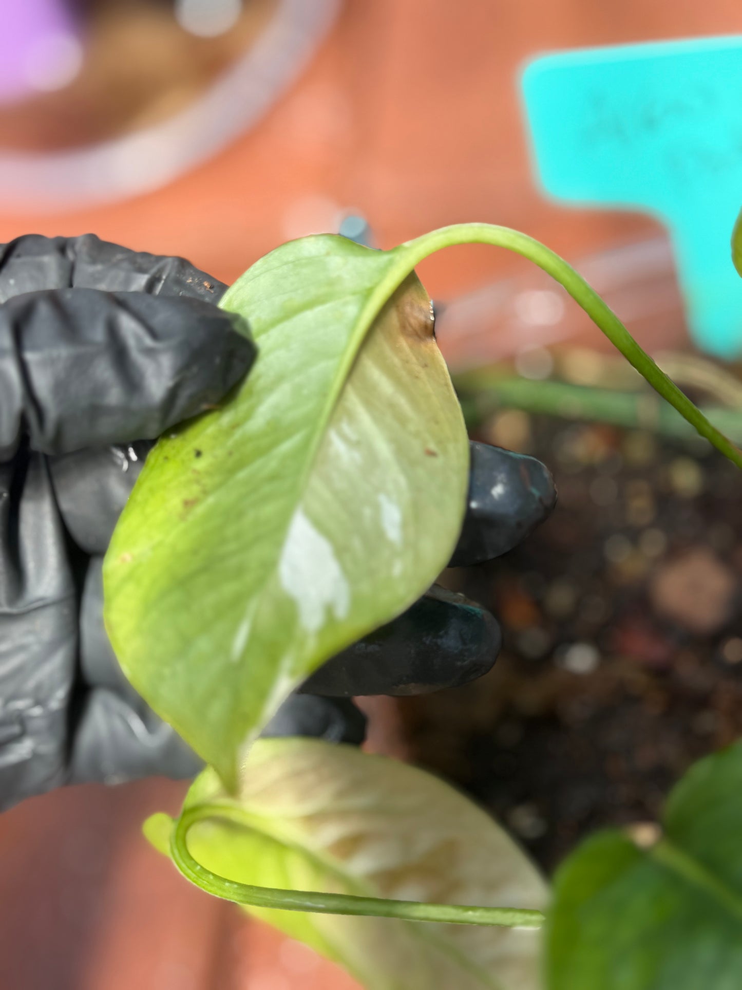 Low Variegation/Revert Epipremnum Pinnatum Albo Pothos (REHAB)