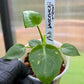 Philodendron Warscewiczii Tricolor