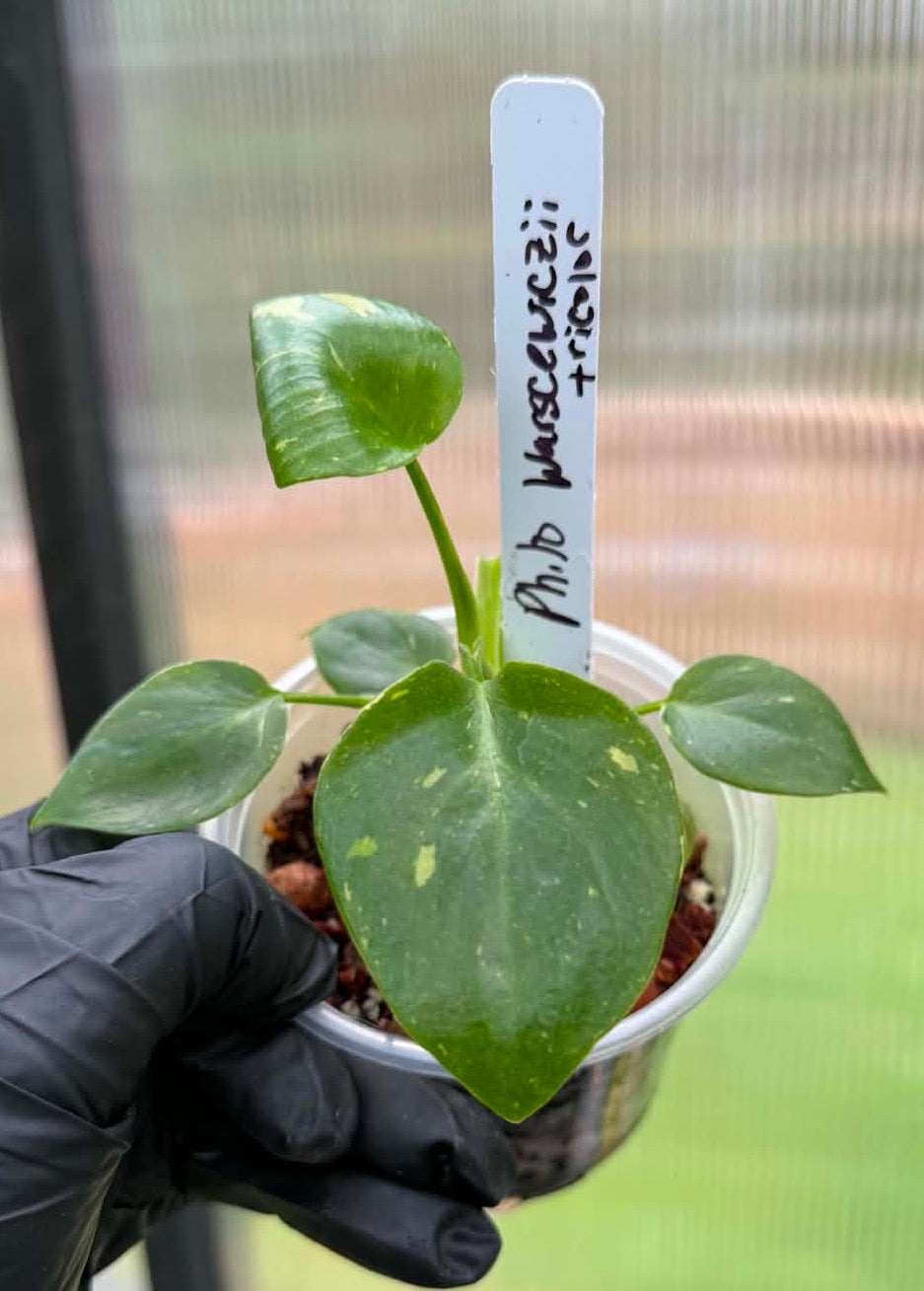 Philodendron Warscewiczii Tricolor