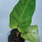Philodendron Snowdrift