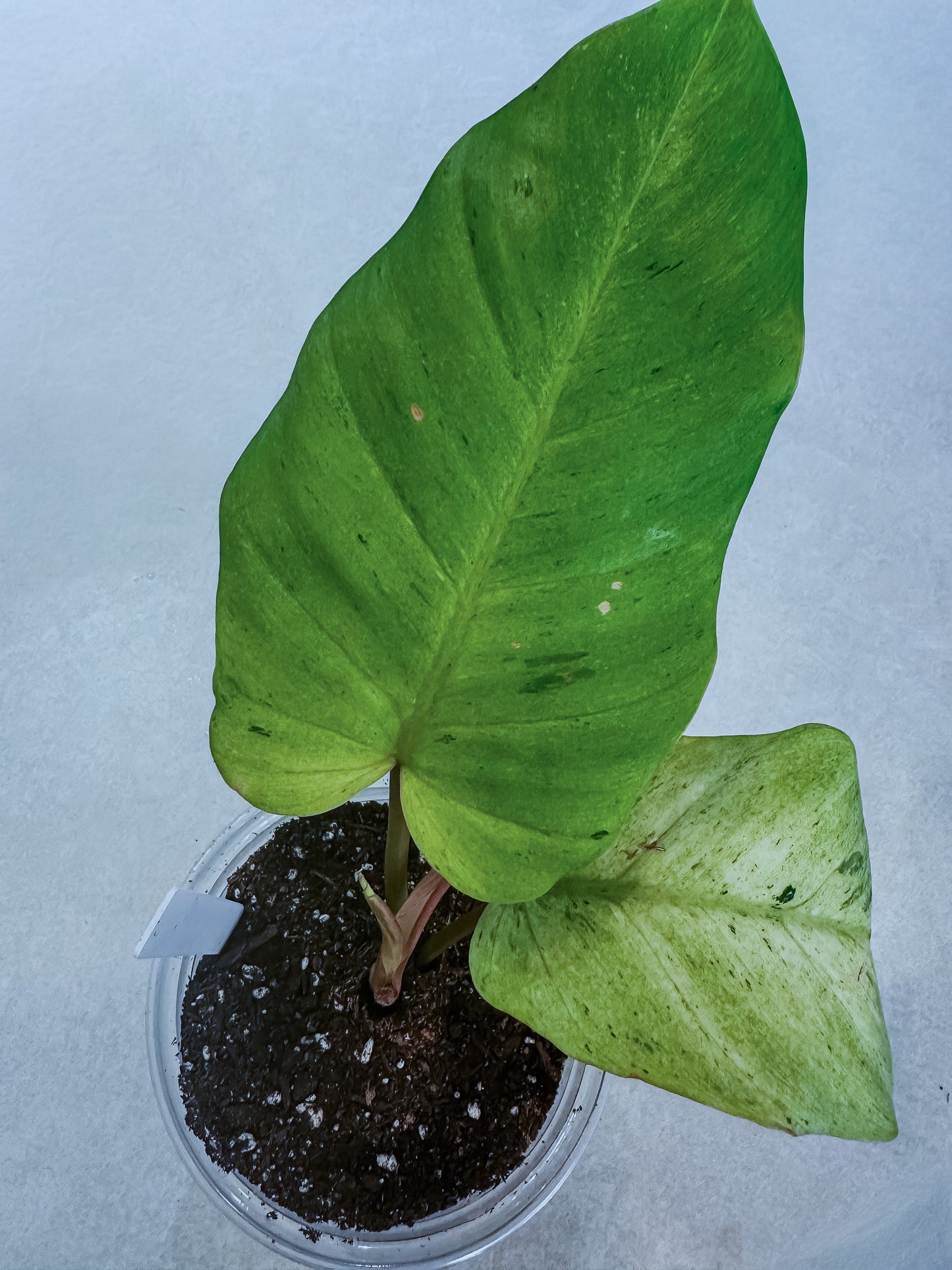Philodendron Snowdrift