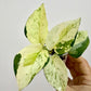 Epipremnum Aureum Japanese Global Pothos