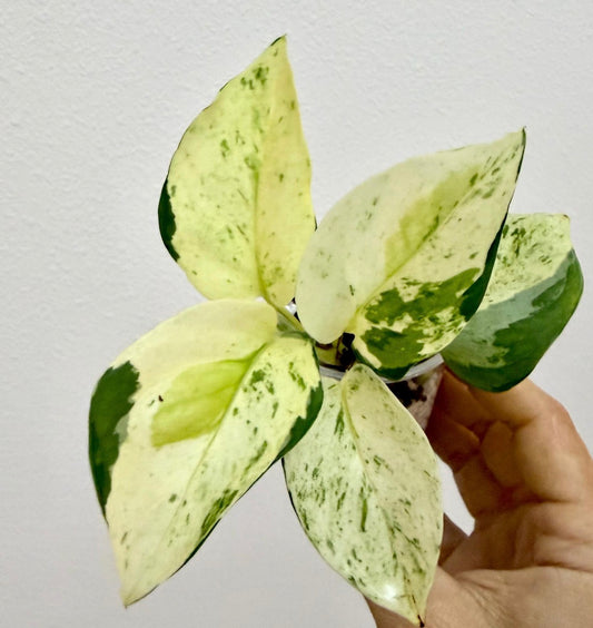 Epipremnum Aureum Japanese Global Pothos