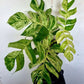 Epipremnum Pinnatum Marble King
