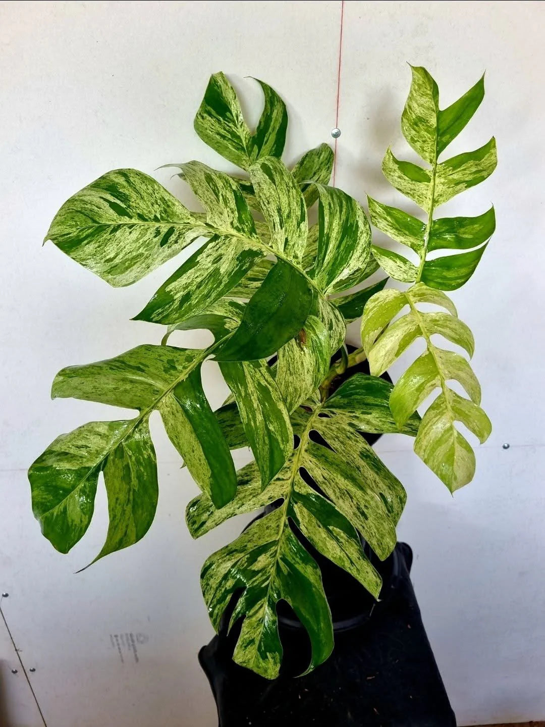 Epipremnum Pinnatum Marble King