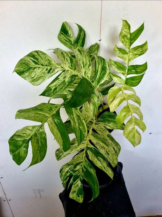 Epipremnum Pinnatum Marble King