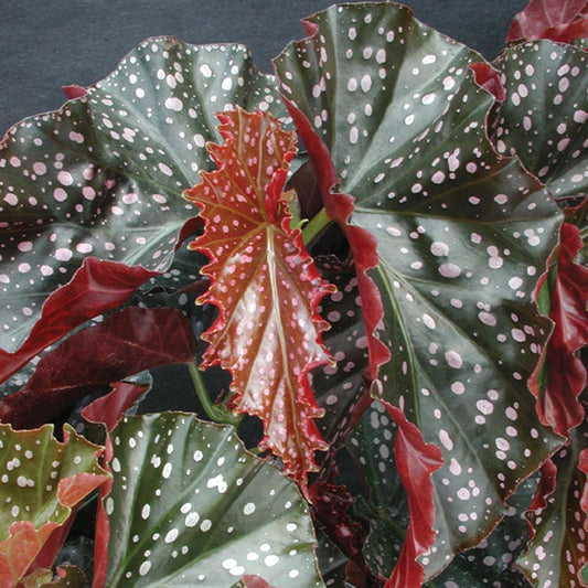 Begonia Cracklin Rosie