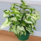 Syngonium Three Kings