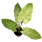 Philodendron Snowdrift