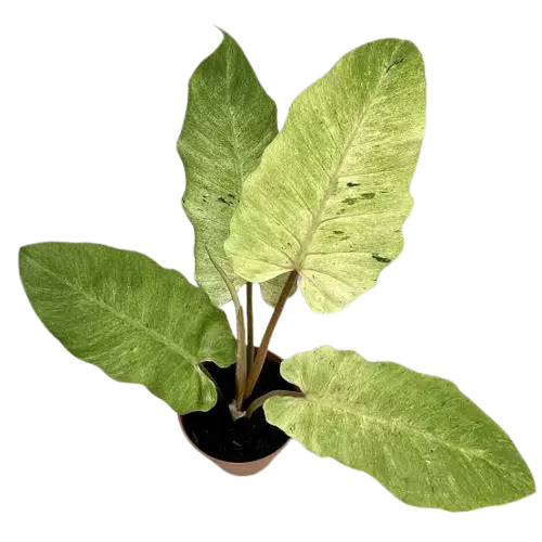 Philodendron Snowdrift