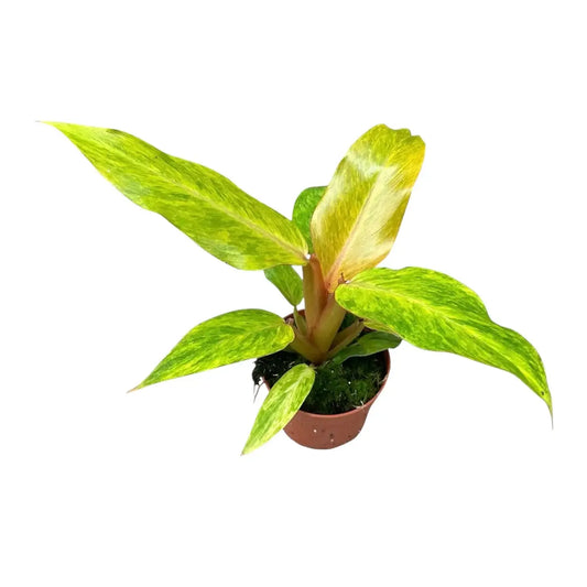 Philodendron Orange Marmalade