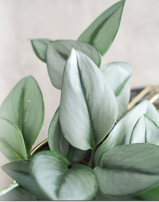 Scindapsus Treubii 'Moonlight' Sterling Silver