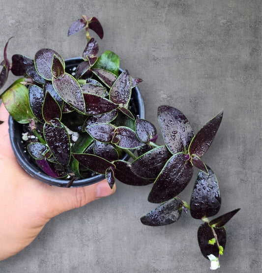 Tradescantia 'Jose Puig'