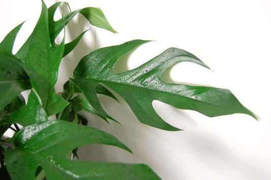 Epipremnum Pinnatum Baltic Blue Pothos