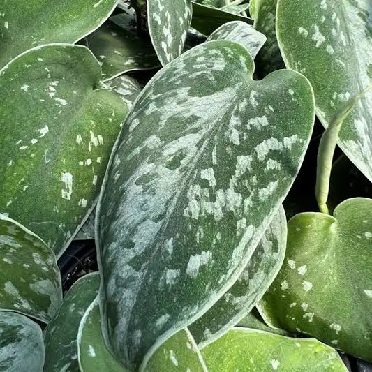 Scindapsus Pictus ‘Satin Pothos’