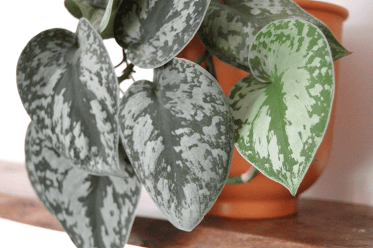 Scindapsus Pictus 'Exotica’