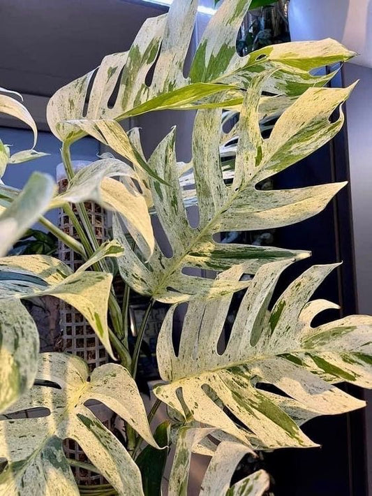 Epipremnum Pinnatum 'Marble Variegated'