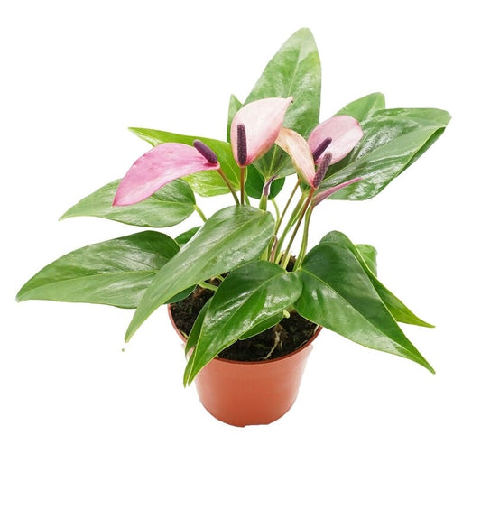 Mystery Color Anthurium