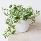 Epipremnum Aureum N’Joy Pothos