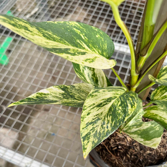 Variegated green and yellow leaves of a houseplant on a grid background